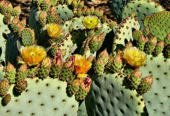 Spring Cactus